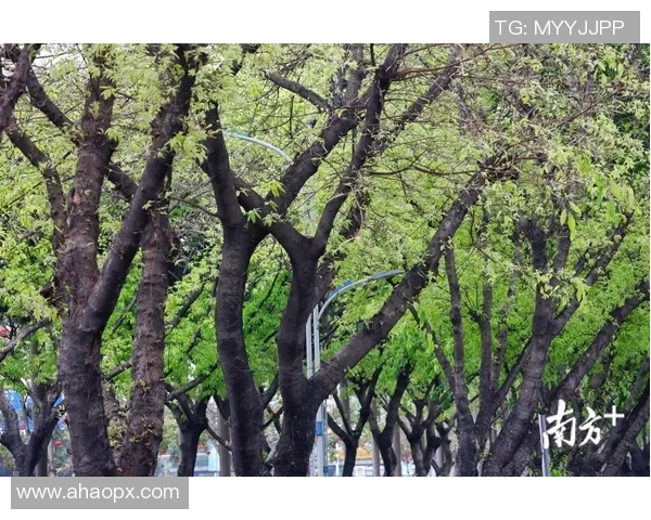 岗山绿与大宫松鼠的精彩对决谁将赢得这场绿意盎然的较量